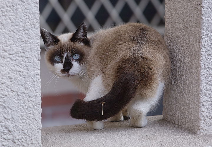 ねこ