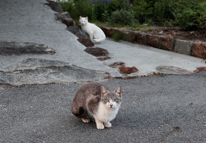 ねこの写真