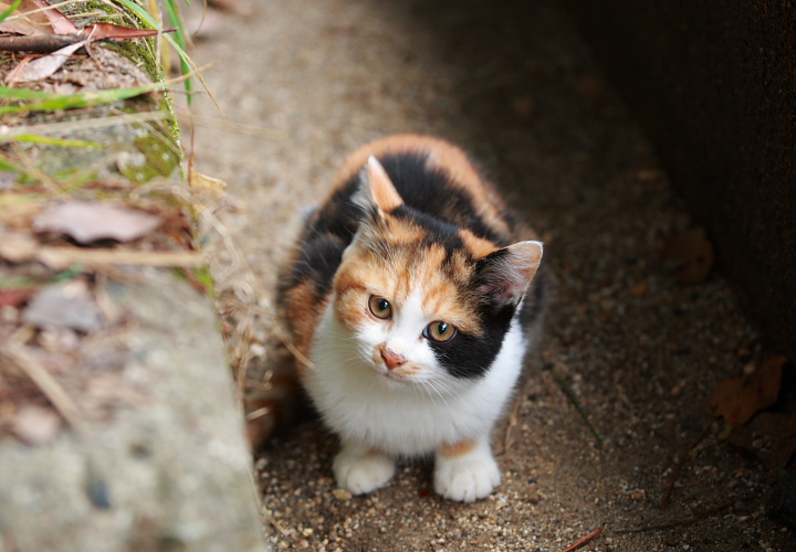 深山公園のねこ