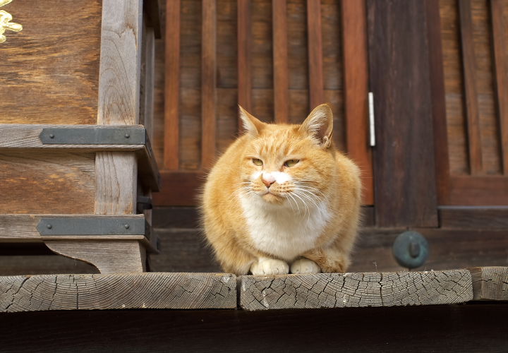 不洗観音寺の猫