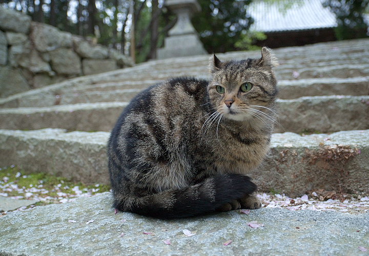 金山寺の猫