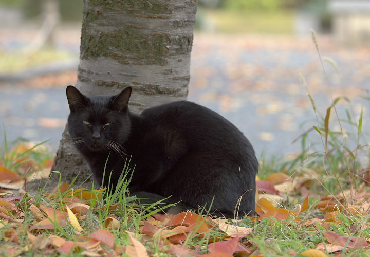 ねこ（梅小路）