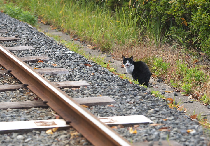 梅小路公園の猫