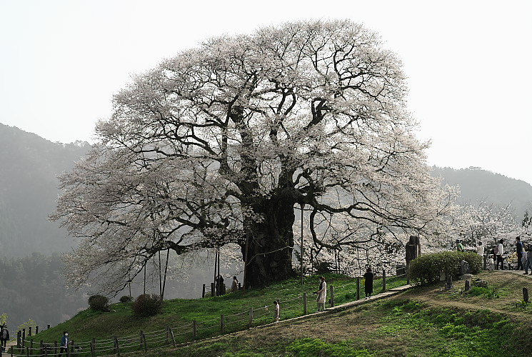 醍醐桜（真庭市別所）