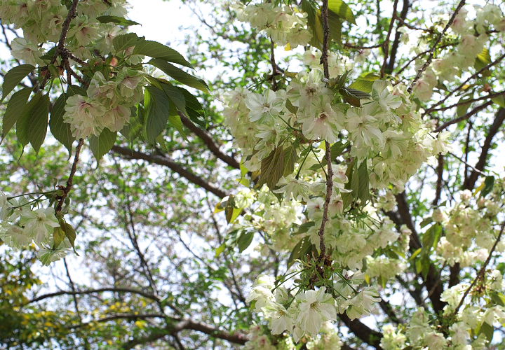 妙圀寺の桜