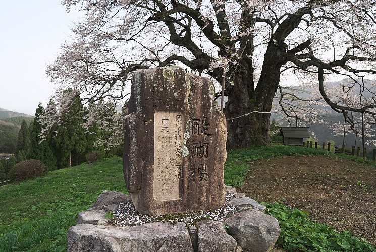 醍醐桜石碑（岡山県真庭市）